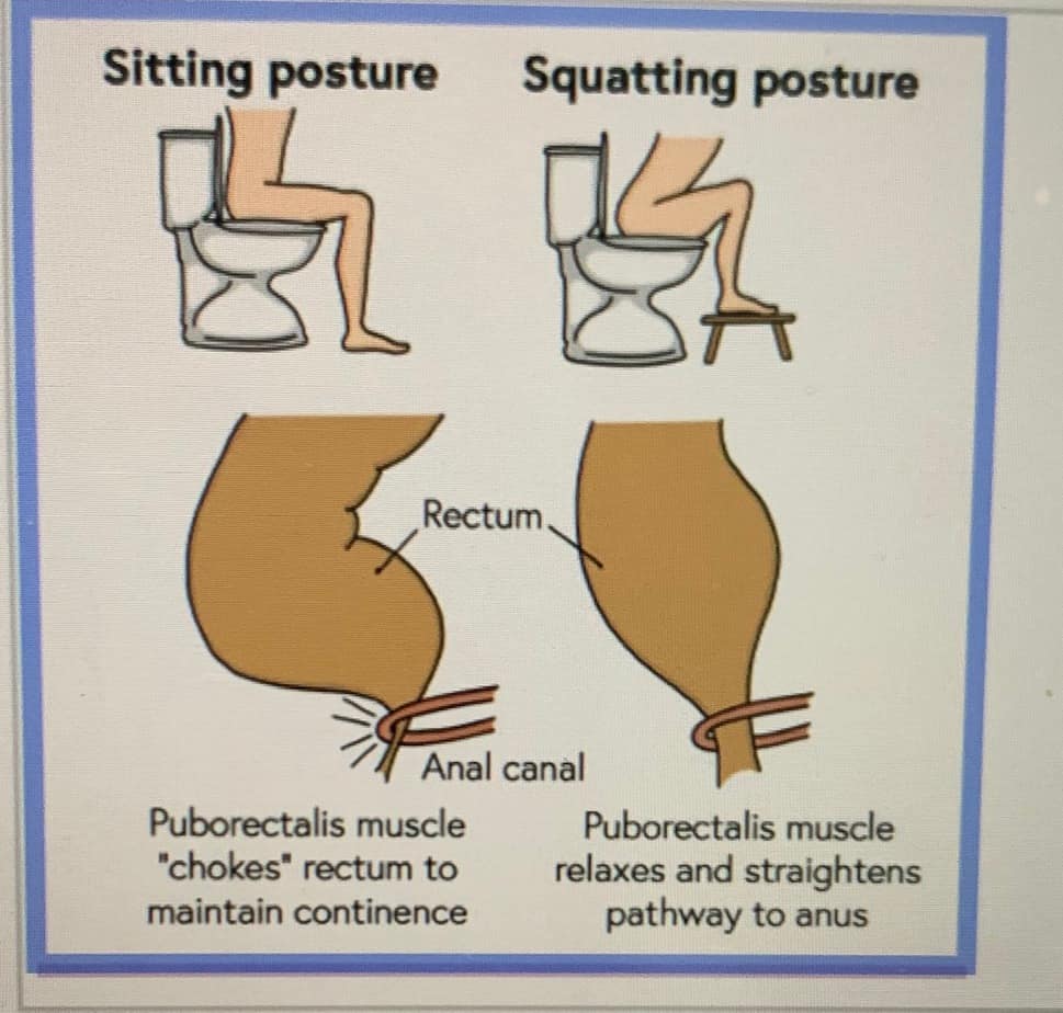 Posture for Easier Bowel Movements - Body Harmony Physical Therapy