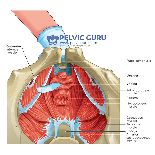 Pelvic floor muscles