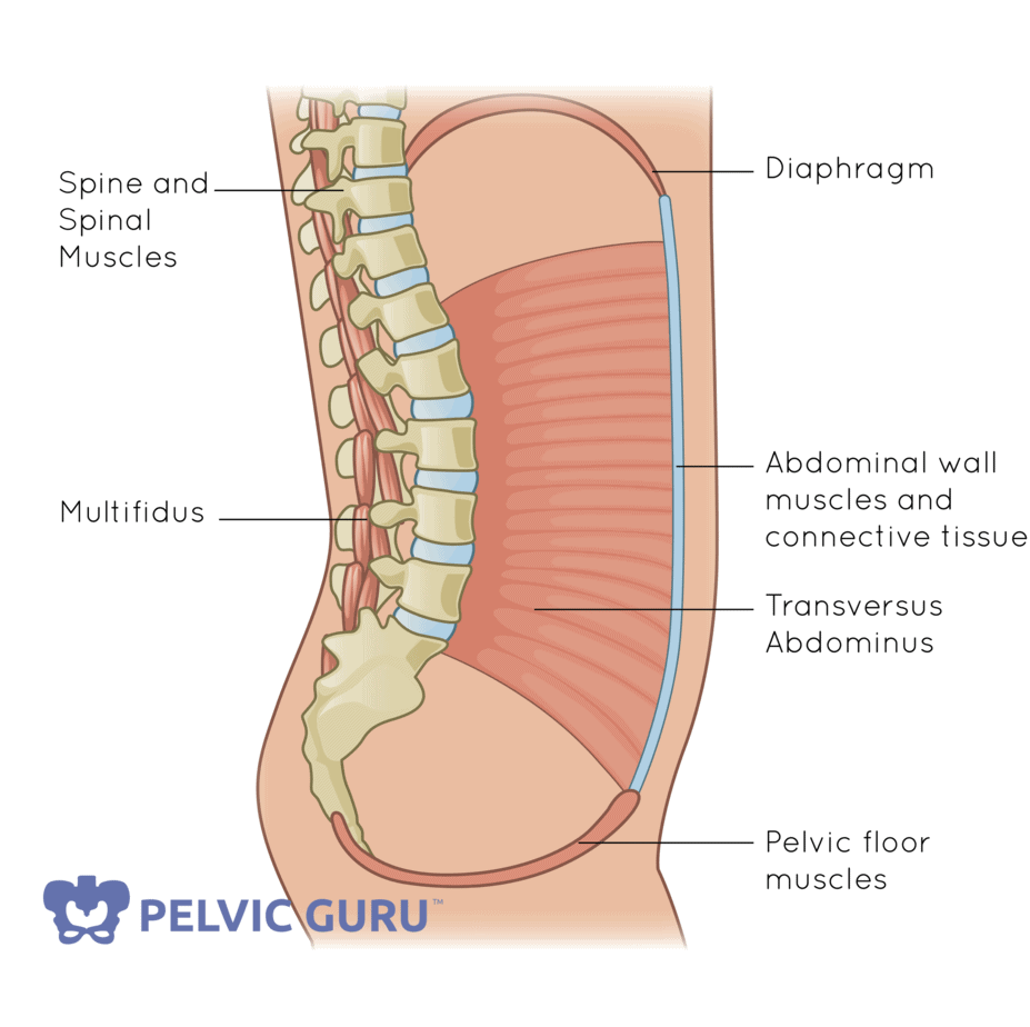 Deep Core Anatomy: How Your Abs Work with Your Pelvic Floor
