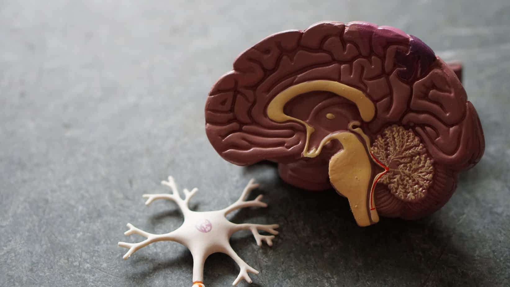 The Brain-Gut Connection